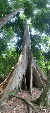 Sumaúma gigante com raízes tabulares em trilha na floresta, na região de Belterra