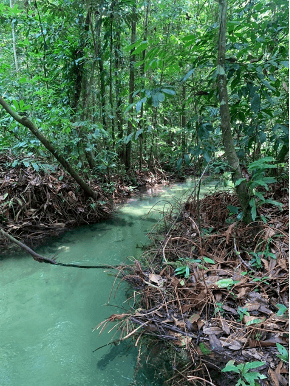 Igarapé de água esverdeada correndo entre as árvores da floresta, na região do Tapajós