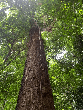 Tronco de árvore centenária visto de baixo, entre as copas da floresta amazônica