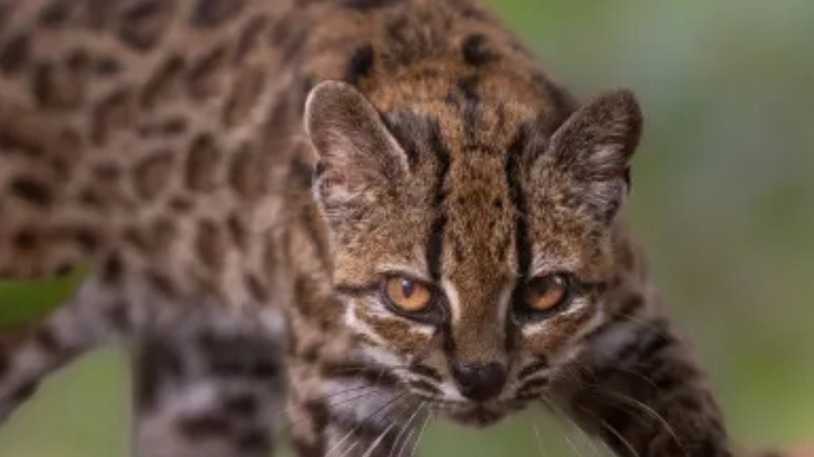 Leopardus tilcayo, novo felino descrito nos Andes bolivianos